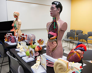 Anatomical models