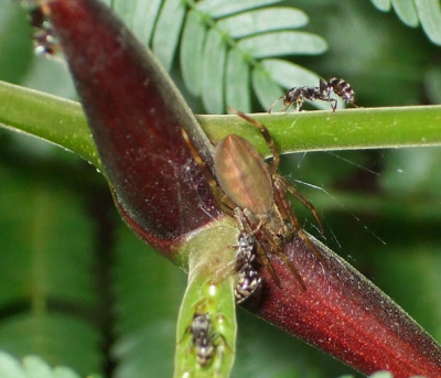 An orb weaver spider studied by Anna Ledin ’16 and Dr. John Styrsky in Panama