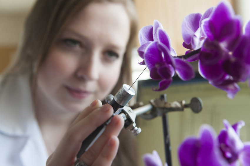 A researcher in a lab coat carefully handling a delicate instrument to study a vibrant purple orchid.