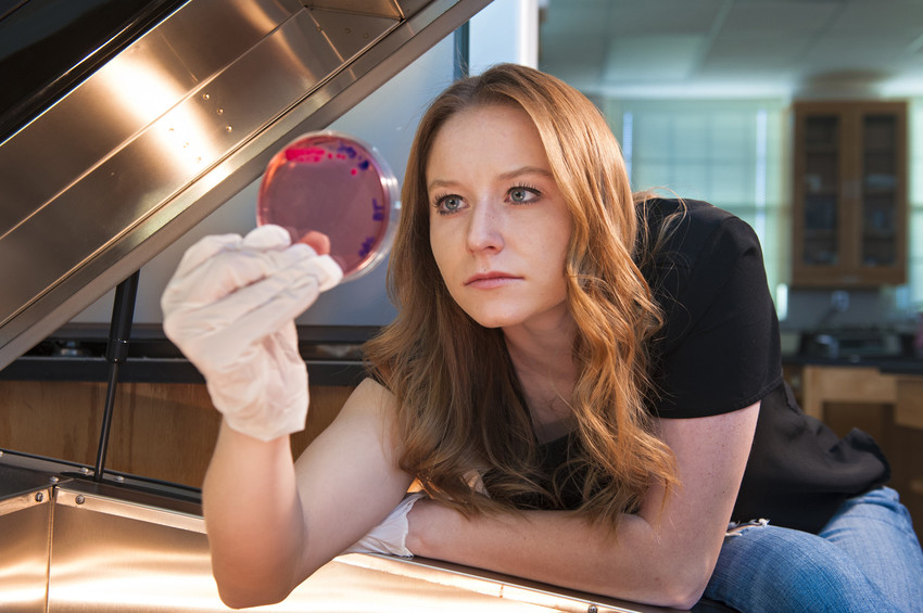 A focused researcher wearing gloves examines a petri dish with bacterial cultures under a light source in a laboratory setting.