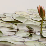 Patti Black photo of a frog on a lily pad