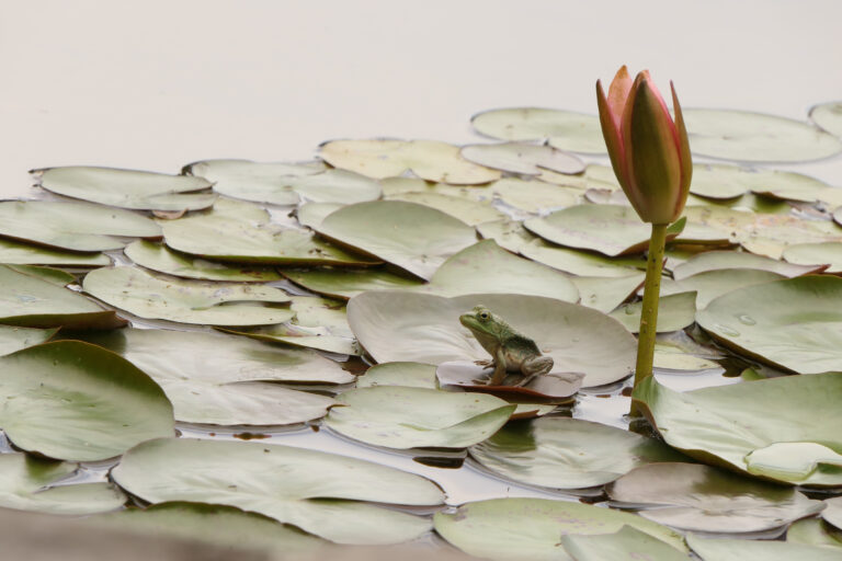 Patti Black photo of a frog on a lily pad