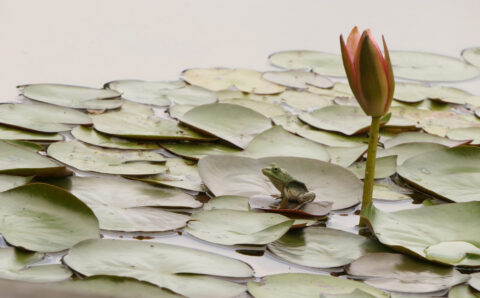 Patti Black photo of a frog on a lily pad