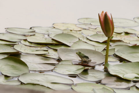 Patti Black photo of a frog on a lily pad