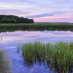 Scene from the South Carolina Lowcountry
