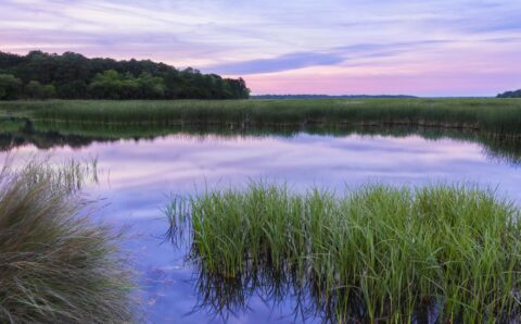 Scene from the South Carolina Lowcountry