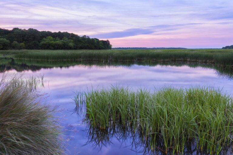 Scene from the South Carolina Lowcountry