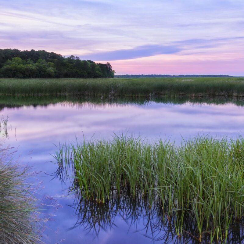 Scene from the South Carolina Lowcountry