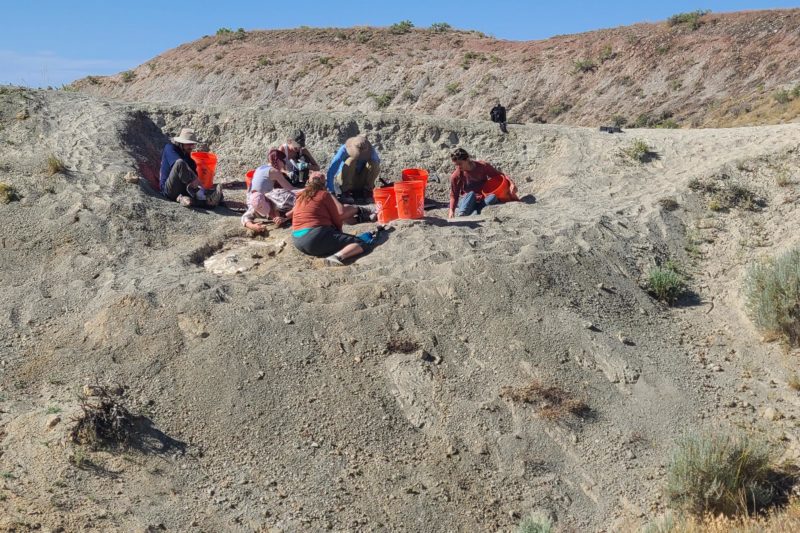 Students dig up dinosaur bones in Wyoming