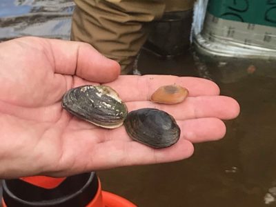 Three mussels sit in an open hand. One of them is a small, yellow-brown shell that looks like a rock.