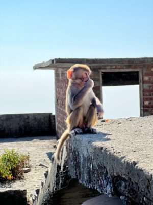 One of the ubiquitous monkeys the group encountered while in India. 