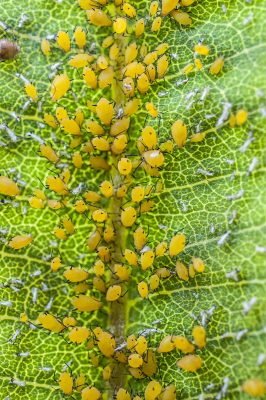 Aphids on a milkweed leaf.