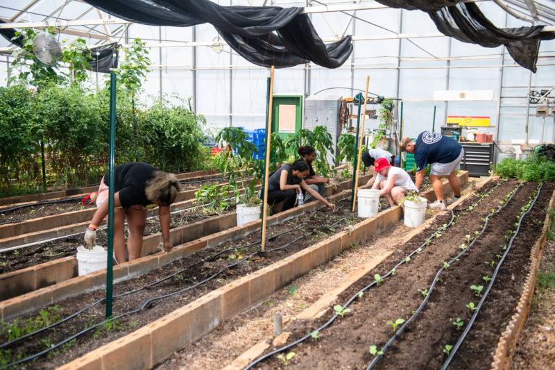 A group of students work in a greenhouse