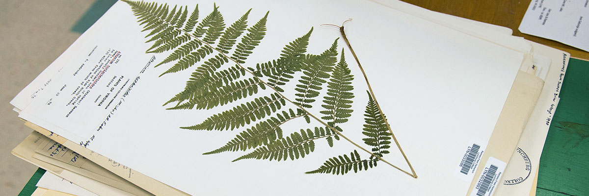 One of the many specimens at the Ramsey-Freer Herbarium at Claytor Nature Center