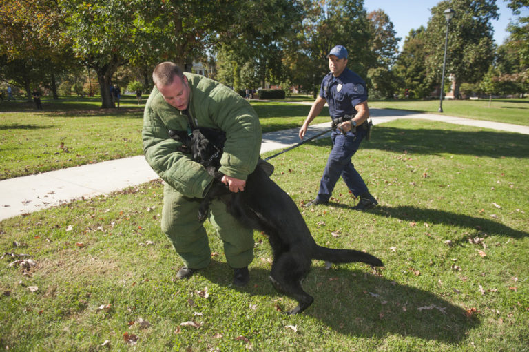 Two police officer demonstrate how attack dogs move