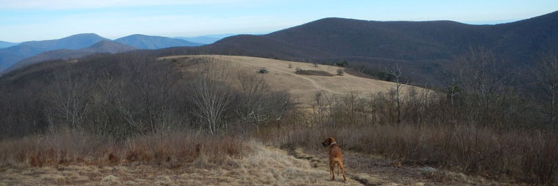 Banner with a dog in the foreground and Cold Mountain in the background