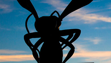 Silhouette of the Hornet Statue.