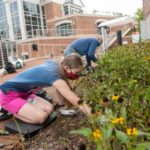 A woman works on pulling up weeds outside Drysdale Student Center