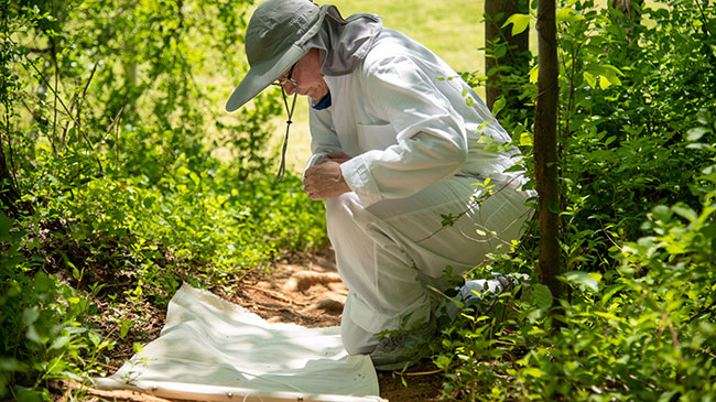 A person searches for ticks in undergrowth.