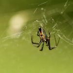 Basilica orbweaver spider
